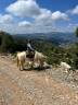 cheval camargue 10 ans