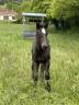 Poulain percheron noir