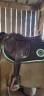 Selle forestier boeckelo