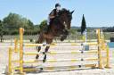 Cheval maître d'école 