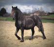 Cheval entier race Mérens