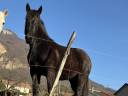 Jument percheron noire