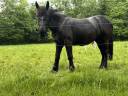 Jument percheron noire