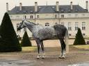 Jument 14 ans dressage CSO Magnifique modele