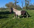 Poney jument poulinière 