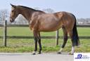 UMBRIA DWERSE HAGEN