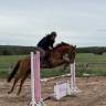 Jument PS de 5 ans pour CSO CCE