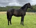 Male 3 ans SF El Barone 111 x Conrad 