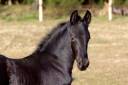 Superbe Poulain Frison plein papiers KFPS par Gosse 526