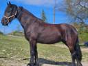 VENTE CHEVAL FRISON