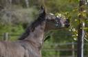 Poulain PSA Pur-Sang Arabe Noir / Cheval Arabe