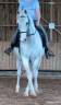 Lipizzan hongre 1m52