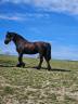 VENDS CHEVAL FRISON