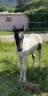 Pouliche ponette DSAxPottock OC 2023