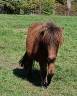 Poney type shetland 