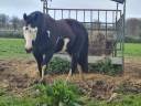 Saillie etalon paint horse 