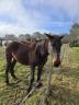 Refuge Epona - Jument 14 ans - Adoption