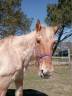 Refuge Epona - Jument, 28 ans - Adoption