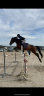 Hongre de 9 ans à vendre 