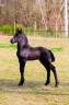 Magnifique poulain Frison pleins papiers par Herre 524