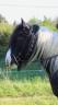 Hongre Irish Cob de 6 ans