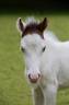 Pouliche miniature AMHA baie tobiano frame overo splash