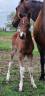 Poulain Paint Horse 