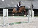 ✨À VENDRE — L’Espoir du Trèfle✨ 4 ans — Étalon — 