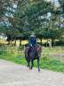 Vends hongre ONC cob croisé frison