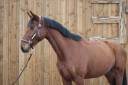 Hongre de 5 ans à vendre 
