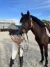 Poney Connemara 