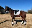 Hongre Hanovrien Fusionnist X EPRENHEIST 4 ans 