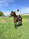 A vendre cheval de loisir 8 ans 