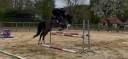 Poney Hongre de 4 ans cso