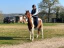 Mystère Paint Horse 3ans