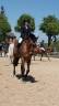 Travail du jeune cheval // Coaching