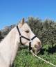 Petit Cheval de Sport
