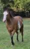 Entier paint horse PP