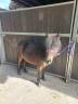 Shetland onc 7 ans à vendre 