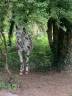 Vend Appaloosa leopard noir