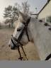 Poney pour sport famille ou élevage