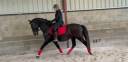Cheval Pure Race Espagnole Apto 2014 1m68