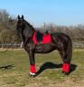 Cheval Pure Race Espagnole Apto 2014 1m68