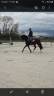 Hongre 4 ans,  KWPN, dressage