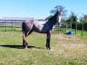 Pre x allemand (Sandro hit) 
