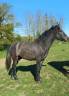 Hongre New Forest 2 ans