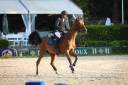 Top cheval d amateur 