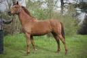 LA SOLOGNE DU BOURNAIS - A VENDRE 2 000 euros