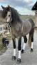 Hongre Pure Race Espagnole 