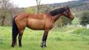 Jument pp Oldenbourg 